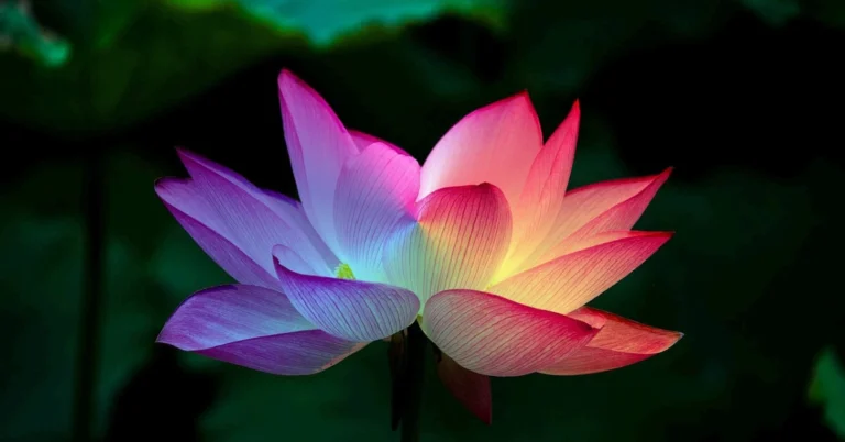 5 Benefits of Guided Kundalini Meditation for a Clearer Mind 1 Guided Kundalini Meditation Flower